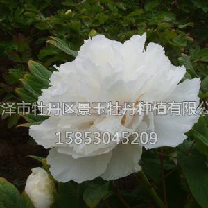 青香白玉翠